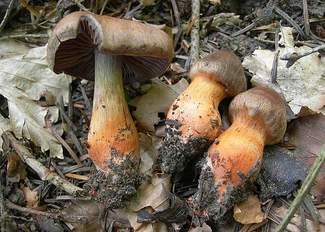Cortinarius (Telamonia) bulliardii (Pers.) Fr.